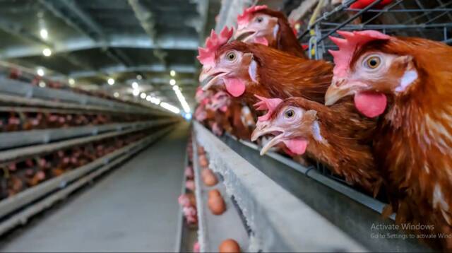 أسعار الدواجن