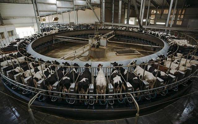 محلب الأبقار الدوار بمزرعة جهينة بالواحات البحرية - الصورة من أرشيف مباشر