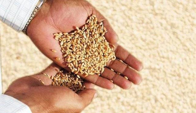 الفاو تتوقع إنتاجاً قياسياً للقمح بـ690 مليون طن