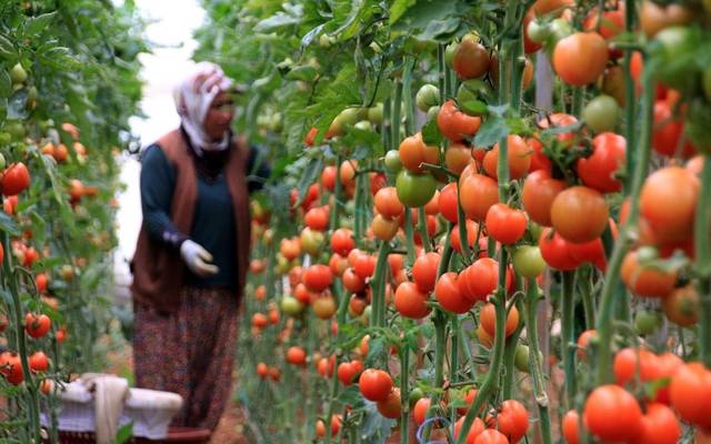 فتح باب الاستيراد ينخفض بأسعار الطماطم والدجاج في العراق