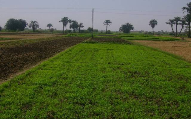 الزراعة تُحرر 59 عقداً بمزادات تنمية سيناء