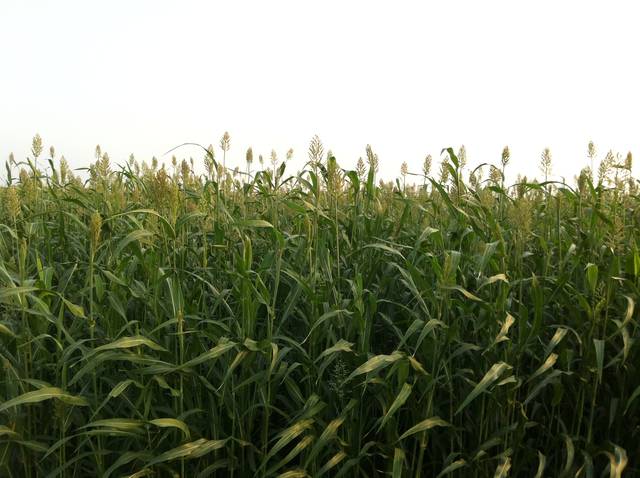 KSA, IFAD agreement to benefit 30,000 farmers