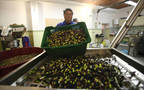 تصنيع الزيتون نشاط رئيسي بالشركة - الصورة من رويترز آربيان آي