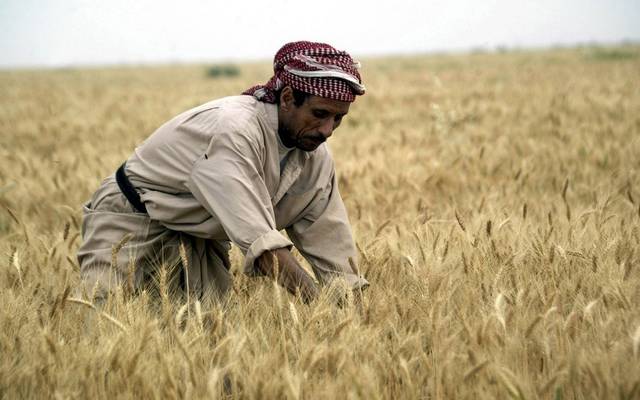 العراق يتوقع إنتاج 500 ألف طن قمح من "نينوى"