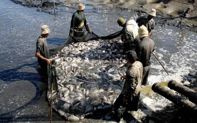 الكويت تنتج 2000 طن من الأسماك الاقتصادية يونيو 2020