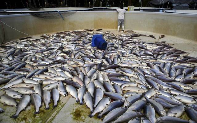 وزير:السعودية تسعى لرفع إنتاجية الأسماك المستزرعة لـ600 ألف طن سنوياً