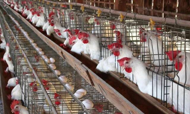 مصر تُصدر 433 ترخيصاً لمشروعات الثروة الحيوانية والداجنة والعلفية خلال 15 يوماً