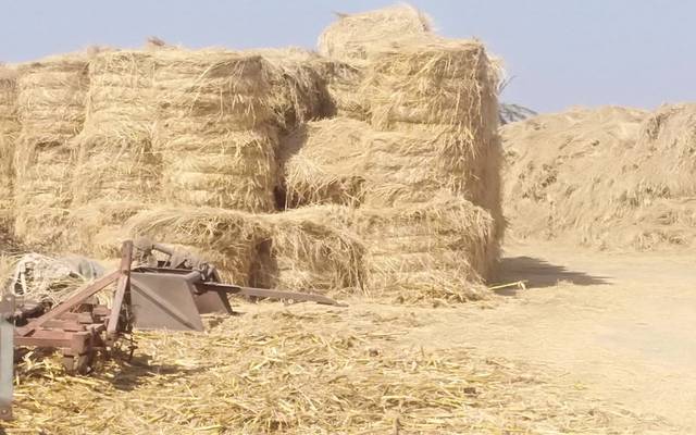 الزراعة: جمع وتدوير أكثر من 1.9 مليون طن قش أرز في 6 محافظات