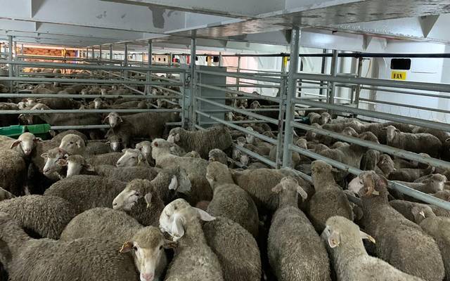 السعودية تستورد 680 ألف رأس ماشية خلال شهر لتغطية الطلب المحلي وموسم الحج