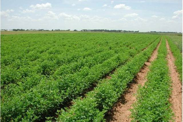 "حصاد" القطرية تعتزم زيادة استثماراتها في السودان بـ500 مليون دولار