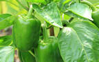 زراعة الفلفل الحلو الأخضر في الأردن