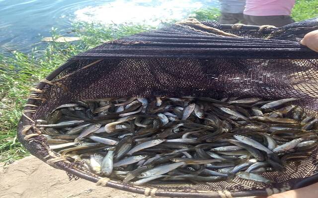 إطلاق 14.5 مليون وحدة زريعة لدعم المخزون السمكي