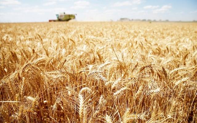 الحبوب السعودية تبدأ صرف مستحقات الدفعة الثانية لمزارعي القمح المحلي