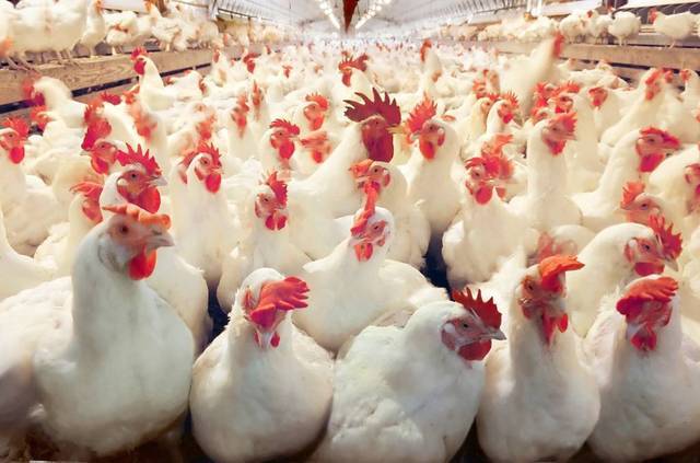 MubasherTrade downgrades Cairo Poultry rating, maintains PT at EGP 10.43/shr