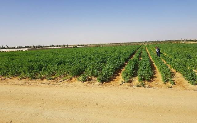 تشكيل لجنة لوضع تصور لكيفية إنشاء كينونة وعلامة تجارية للشركة