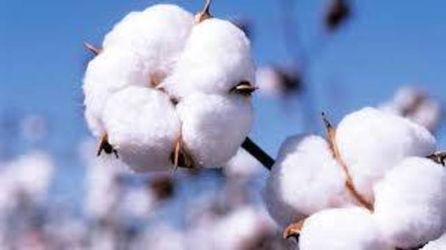 Nile Cotton Ginning losses narrow 94% in 6M