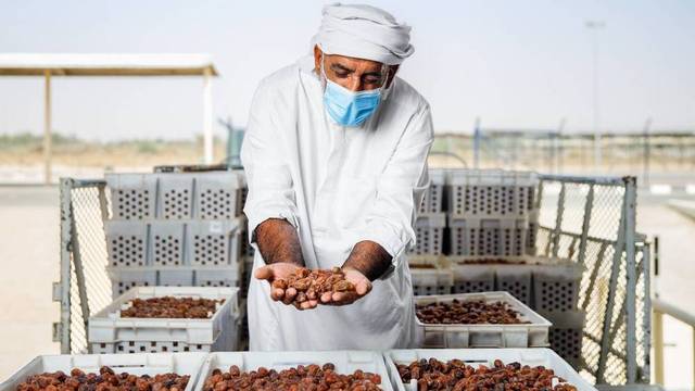 "أغذية" الإماراتية تتوقع استلام 90 ألف طن مع بدء موسم تسويق التمور
