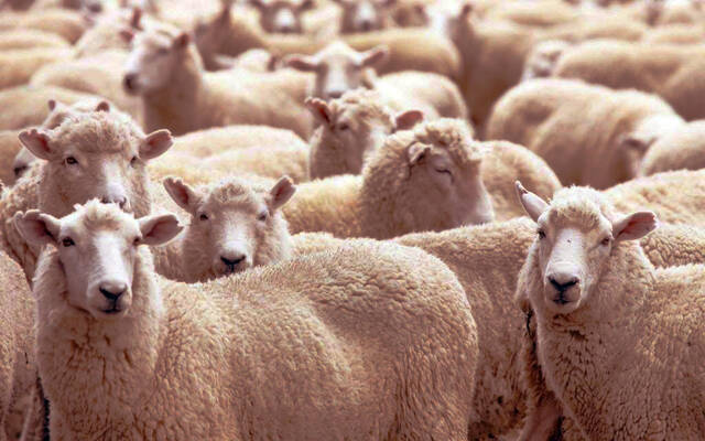 الأغنام