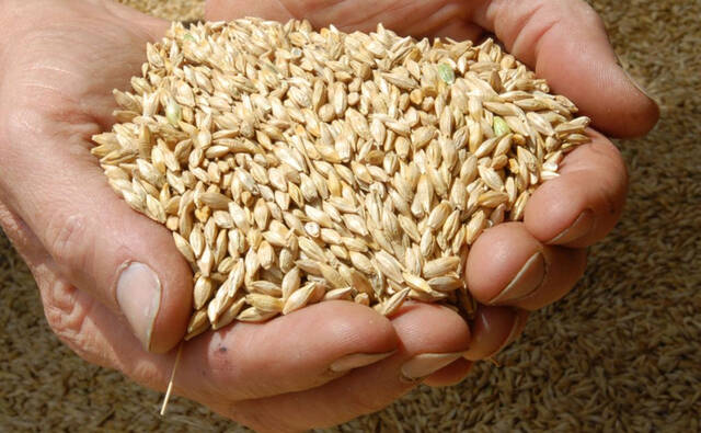 "فاو" تتوقع نمو إنتاج القمح العالمي لثاني أعلى مستوياته التاريخية