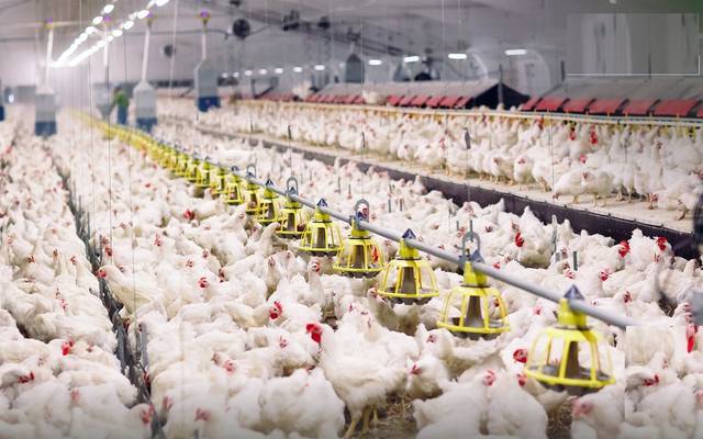 لجنة منتجي الدواجن بالسعودية: لا صحة لبيع البيض بأسعار أقل في دول مجاورة
