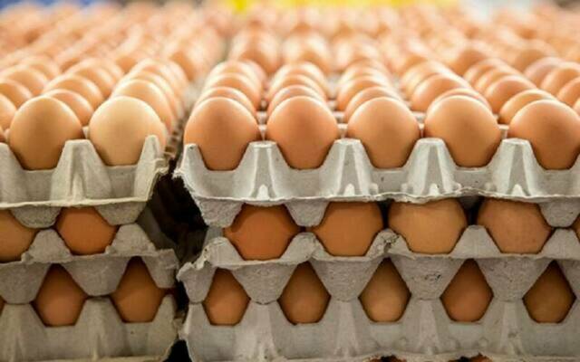 الزراعة المصرية تطلق 8 منافذ متحركة لبيع بيض المائدة بـ115 جنيهاً للكرتونة