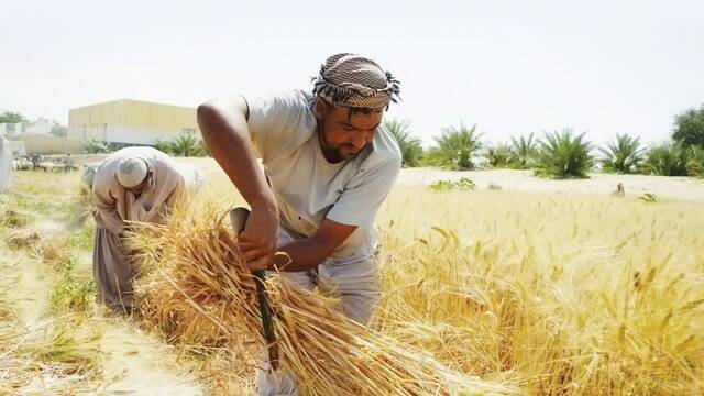 الشارقة تتوقع إنتاج 4 ألاف طن من القمح خلال عام
