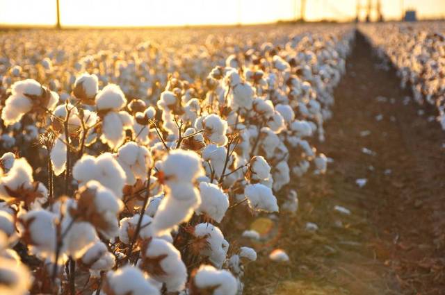 Egypt’s cotton exports hike 53% in Q2 – CAPMAS