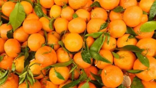 ثمار اليوسفي - أرشيفية