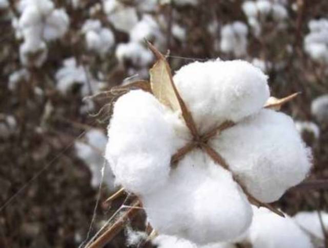 Nile Cotton Ginning FY13/14 loss shrinks 58%