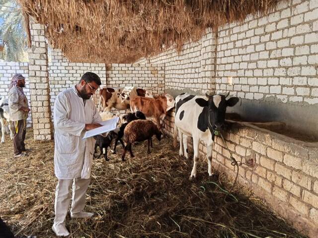 تحصين الماشية في مصر