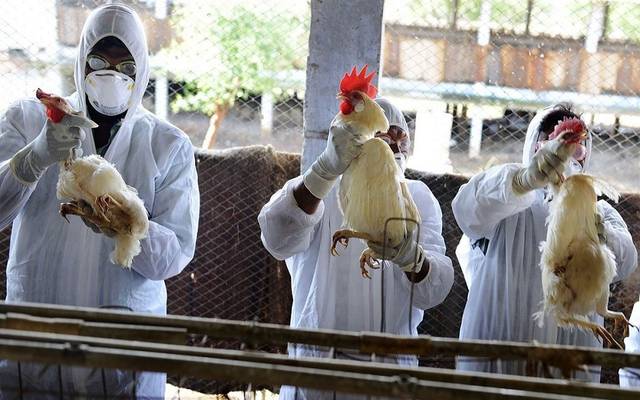 "الزراعة" الكويتية تحظر استيراد الطيور والحمام من التشيك وغانا
