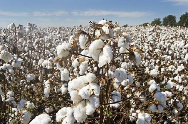 Arab Cotton Ginning's consolidated loss plunges 91% in Q1-21/22