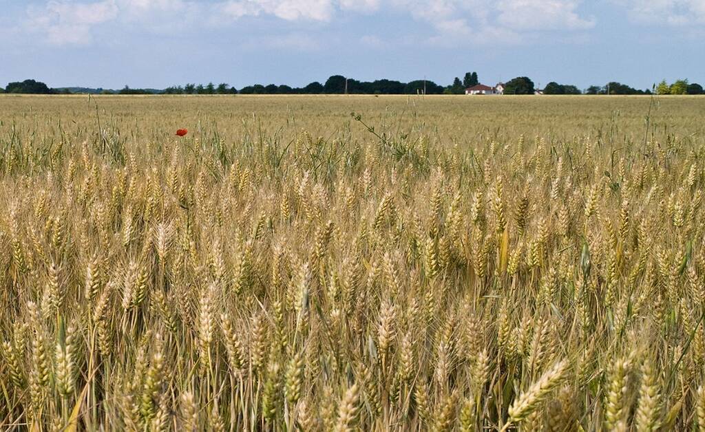 روسيا: رسوم تصدير القمح ستبلغ 35.2 دولار للطن المتري بدءً من 10 أبريل