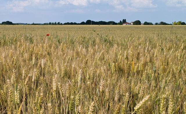 روسيا: رسوم تصدير القمح ستبلغ 35.2 دولار للطن المتري بدءاً من 10 إبريل