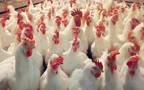 Egypt for Poultry’s EGM on Wednesday approved capital cut