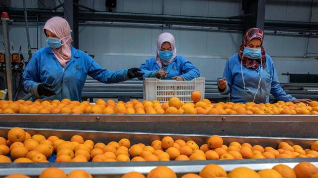 قحص البرتقال المصري قبل التصدير