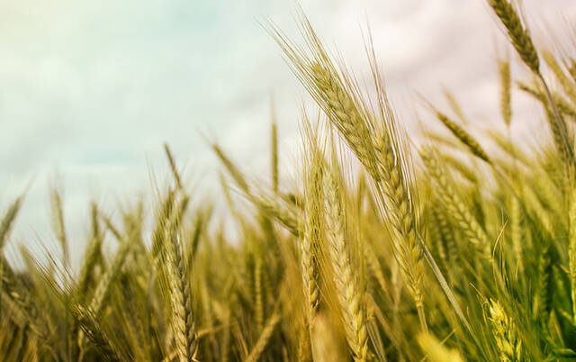 ارتفاع أسعار القمح والذرة وفول الصويا بعد تعطيل اتفاق الحبوب