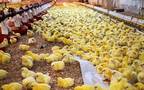 The hatchery’s capacity will be 60,000 chicks per day