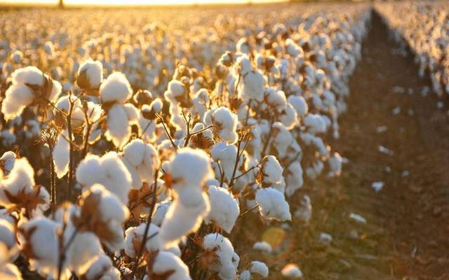 Shareholder ups stake in Arab Cotton Ginning for EGP 2.57/shr