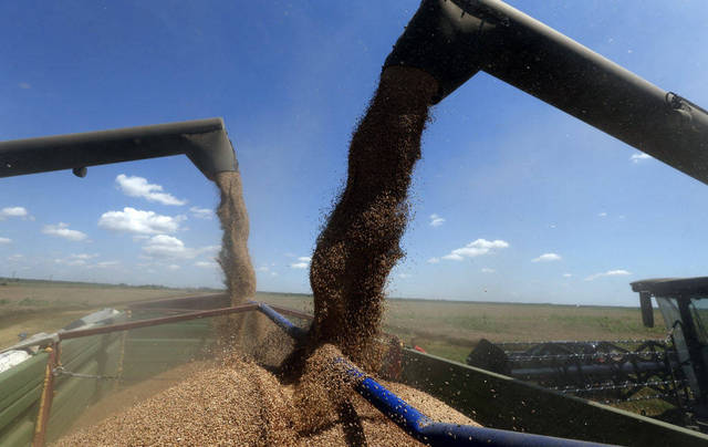 وكالة: العراق يشتري 100 ألف طن من القمح في مناقصة