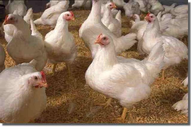 Cairo Poultry posts 5% profit growth for H1