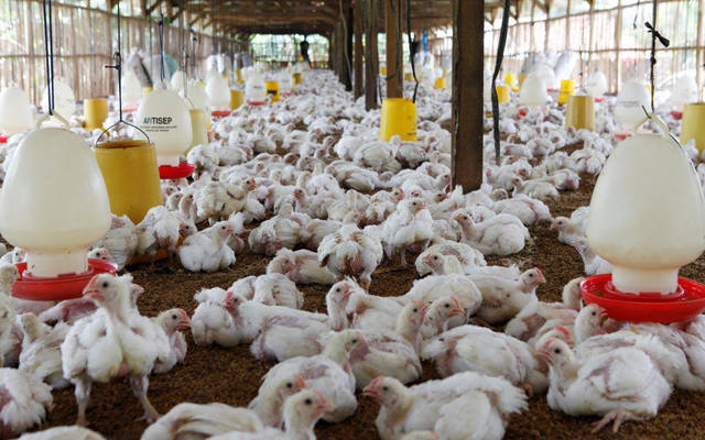 "هيئة الزراعة" الكويتية ترفع الحظر عن استيراد الطيور من الفلبين