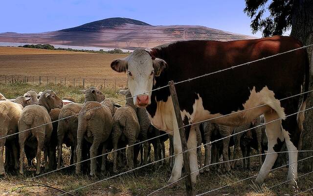 مصر: استقبال أكثر من 25 ألف رأس ماشية من عدة مناشئ وضخها بالمنافذ بأسعار مناسبة