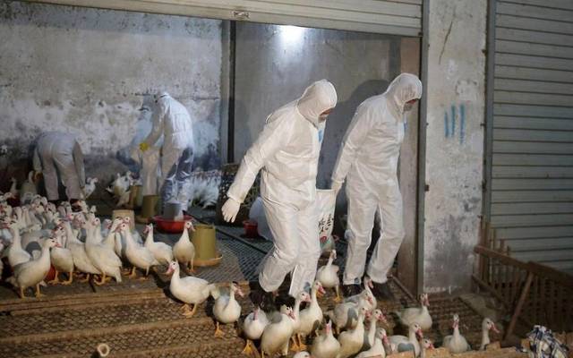 "برلماني عراقي":5 مليارات دينار خسائر ظهور إنفلونزا الطيور بـ"بابل وديالي"