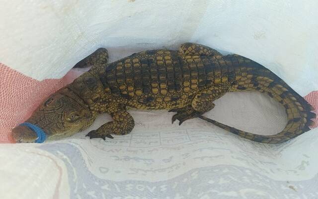 البيئة المصرية: ضبط تمساح حي في مياه أبوتلات والتحذير من الاتجار غير المشروع