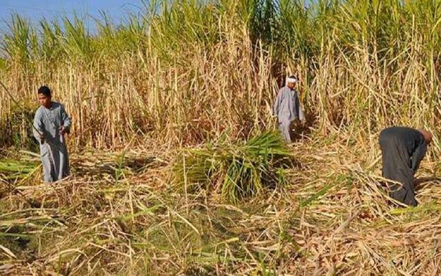 التموين المصرية: توريد 5.84 مليون طن قصب سكر حتى الآن