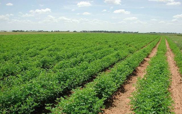 تنفيذ صفقة يبع لـ209 آلاف من أسهم بورسعيد للتنمية الزراعية