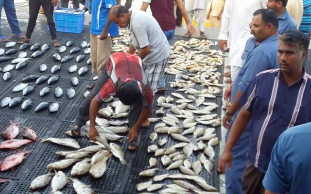 "التجارة" تمنع دخول غير الكويتيين إلى مزادات الأسماك