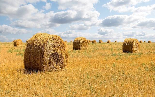 Saudi Arabia tenders to buy 540K tonnes of feed barley