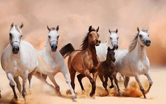 "الزراعة" تعلن خلو مصر من مرض أنيميا الخيول المعدي